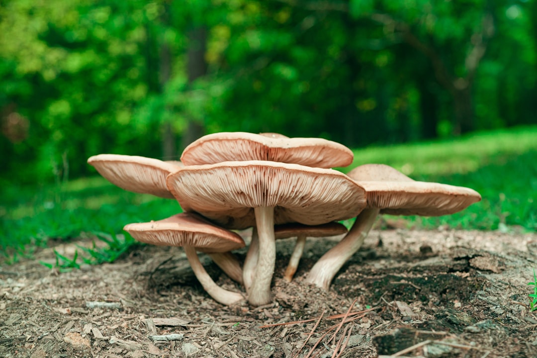Photo Toadette: Mushroom Kingdom